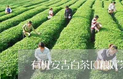 有机安吉白茶口粮好茶/2023100119503