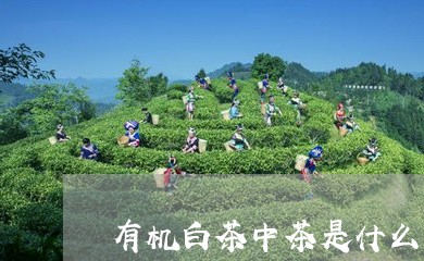 有机白茶中茶是什么茶叶/2023102650703