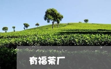 有福茶厂/2023110929304