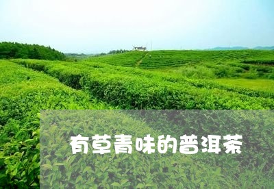 有草青味的普洱茶/2023101661383