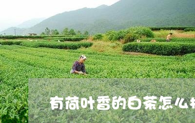 有荷叶香的白茶怎么样/2023100129715