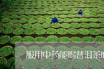 服用中药能喝普洱茶吗/2023062344936