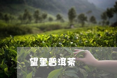 望奎普洱茶/2023090509503