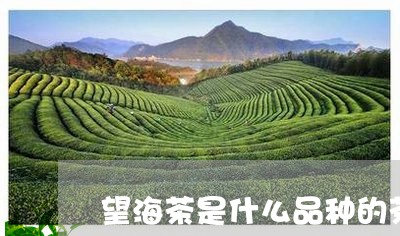 望海茶是什么品种的茶/2023092049404