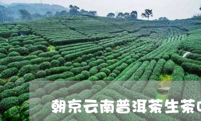 朝京云南普洱茶生茶叶/2023092920581