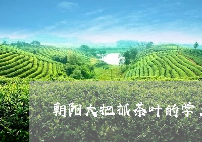 朝阳大把抓茶叶的学名/2023061147370