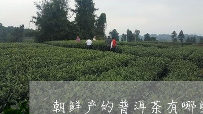 朝鲜产的普洱茶有哪些/2023062302048