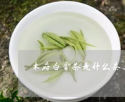 木府白雪茶是什么茶玉龙雪山雪茶/2023060251512