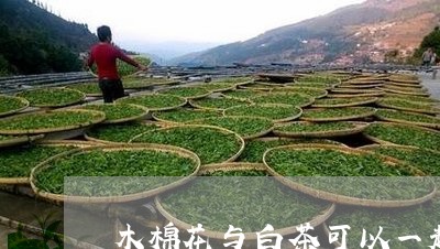 木棉花与白茶可以一起泡/2023102609504