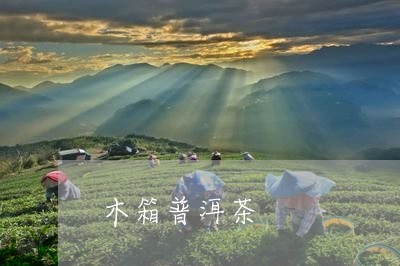 木箱普洱茶/2023090594052