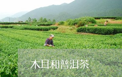 木耳和普洱茶/2023042932202