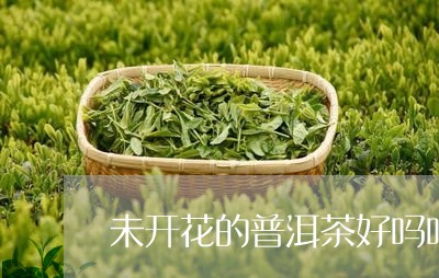 未开花的普洱茶好吗吗能喝吗/2023082833935