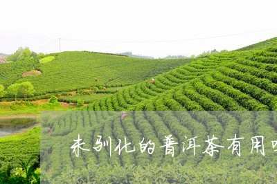 未驯化的普洱茶有用吗/2023092703847