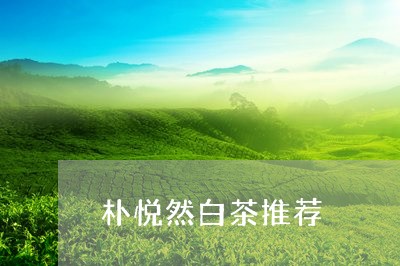 朴悦然白茶推荐/2023060293814