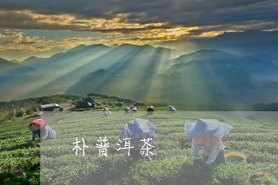 朴普洱茶/2023110801503