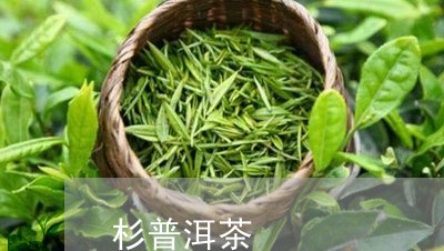 杉普洱茶/2023121855950