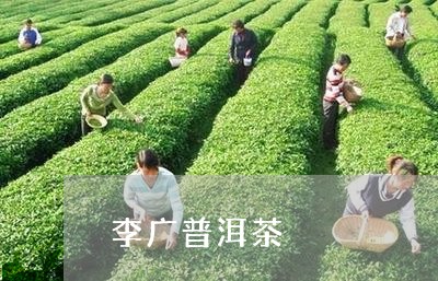 李广普洱茶/2023090538470