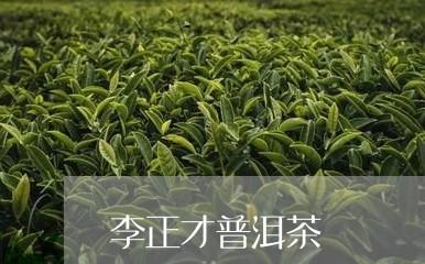 李正才普洱茶/2023102565171