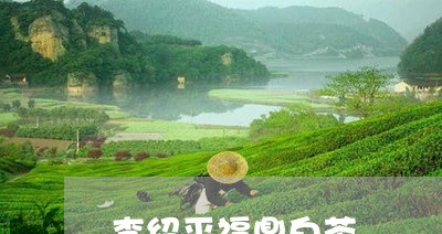 李绍平福鼎白茶/2023060232926