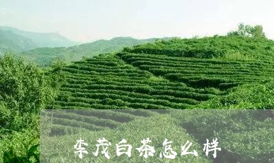 李茂白茶怎么样/2023060255947