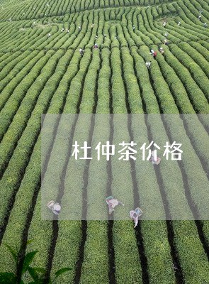 杜仲茶价格/2023090292905