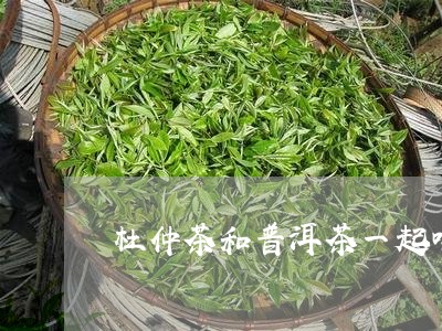 杜仲茶和普洱茶一起喝/2023061965259