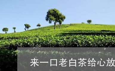 来一口老白茶给心放个假/2023102697169