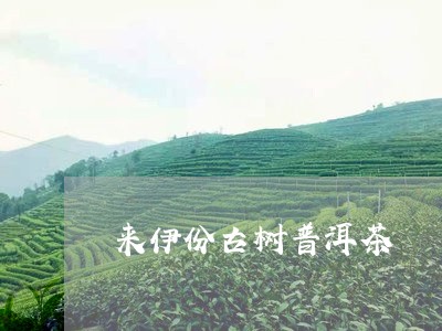 来伊份古树普洱茶/2023112607471