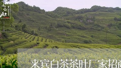 来宾白茶茶叶厂家招商/2023100129482