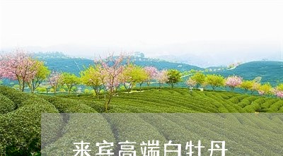 来宾高端白牡丹/2023112363906