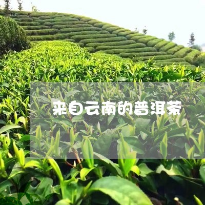 来自云南的普洱茶/2023120447252