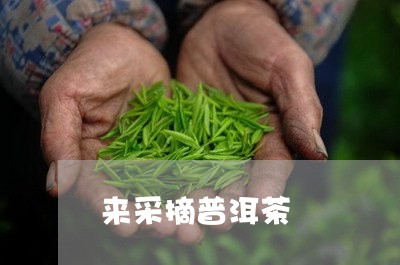 来采摘普洱茶/2023112642815