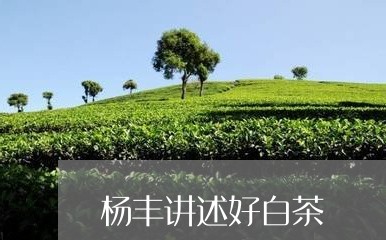 杨丰讲述好白茶/2023060226161