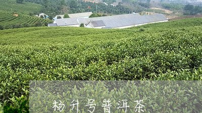 杨升号普洱茶/2023042711996