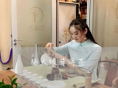 杨天缘普洱茶/2023042934195