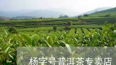 杨字号普洱茶专卖店/2023091511502