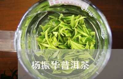 杨振华普洱茶/2023042793849