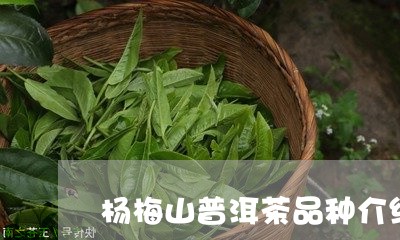 杨梅山普洱茶品种介绍/2023080306259