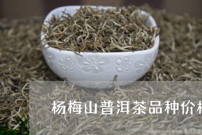 杨梅山普洱茶品种价格多少/2023121727251