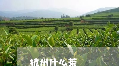 杭州什么茶/2023090292804