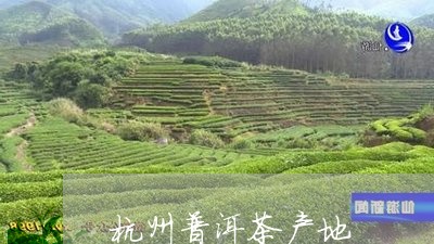 杭州普洱茶产地/2023110735837