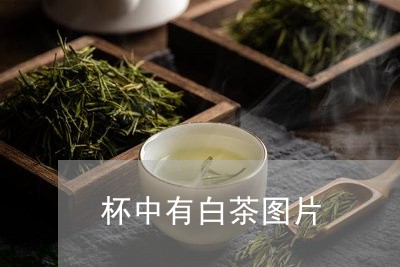 杯中有白茶图片/2023060225271