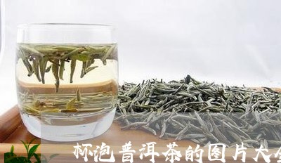 杯泡普洱茶的图片大全/2023062094237