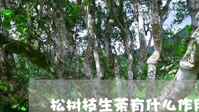 松树枝生茶有什么作用/2023071670391