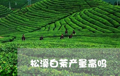 松溪白茶产量高吗/2023100120695