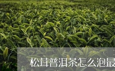 松茸普洱茶怎么泡最好/2023062452726