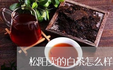 松阳卖的白茶怎么样呀/2023100131492