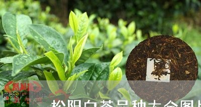 松阳白茶品种大全图片/2023100155239