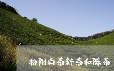 松阳白茶新茶和陈茶/2023082619382