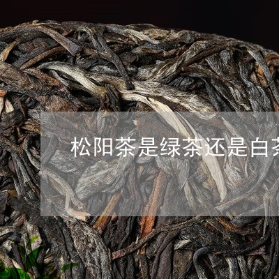 松阳茶是绿茶还是白茶/2023100171837